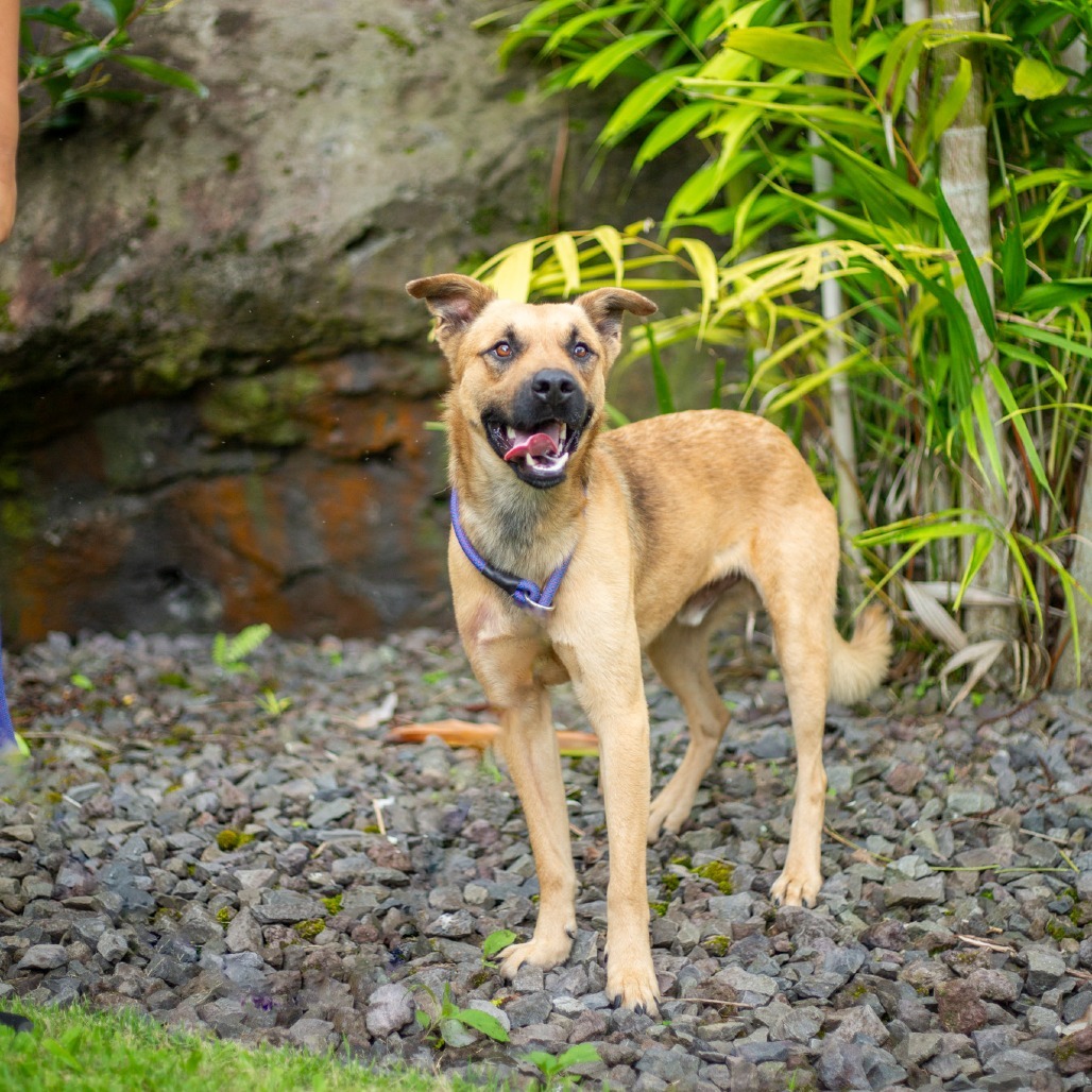Garth, an adoptable Mixed Breed in Kailua Kona, HI, 96740 | Photo Image 3