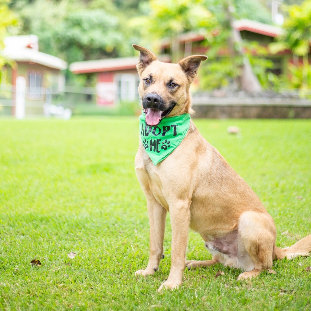 Garth, an adoptable Mixed Breed in Kailua Kona, HI, 96740 | Photo Image 4