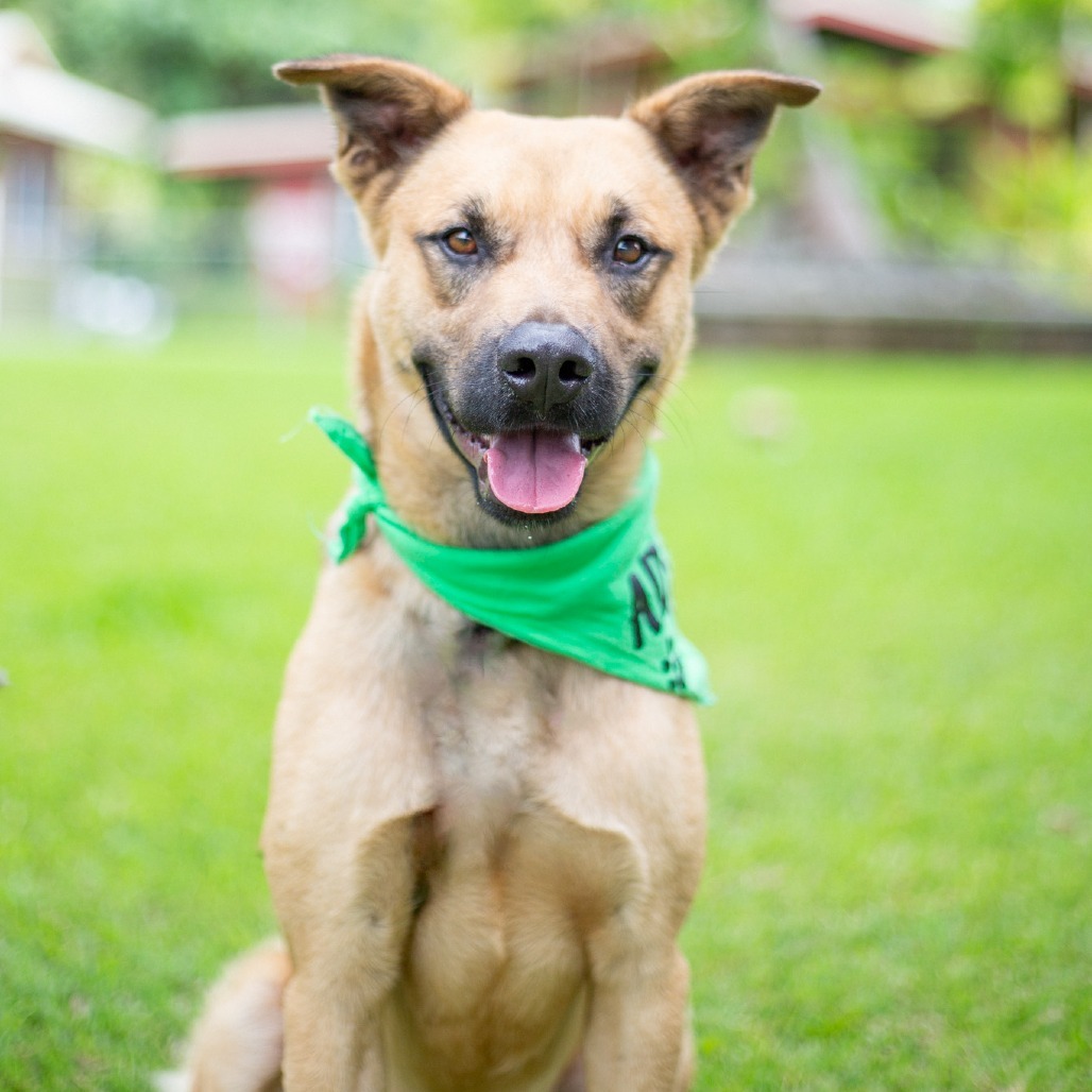 Garth, an adoptable Mixed Breed in Kailua Kona, HI, 96740 | Photo Image 5