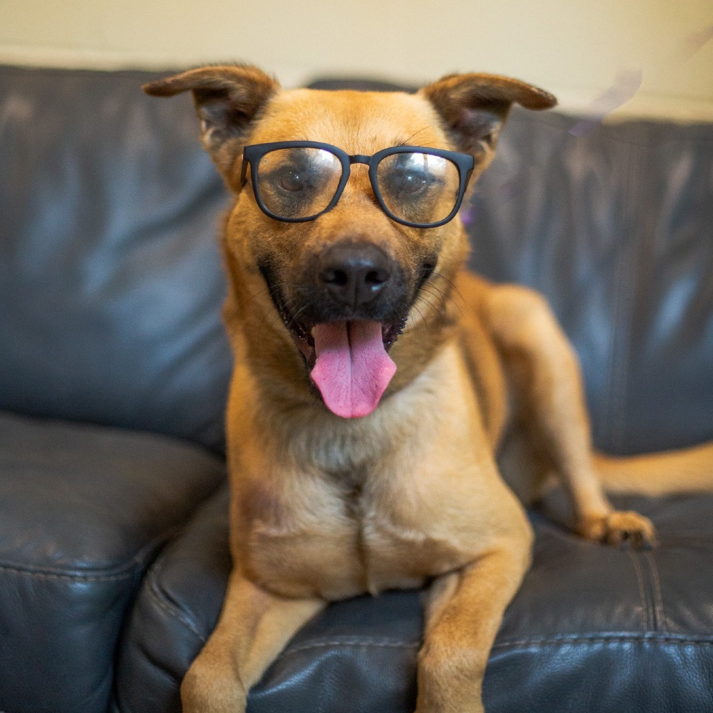 Garth, an adoptable Mixed Breed in Kailua Kona, HI, 96740 | Photo Image 6