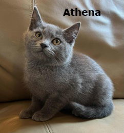Athena