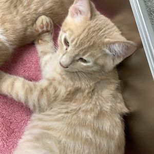 Alma, Baby Female Domestic Short Hair