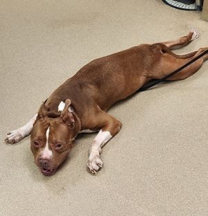 Red, Adult Male Pit Bull Terrier