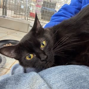 Kimmie, Young Female Domestic Medium Hair