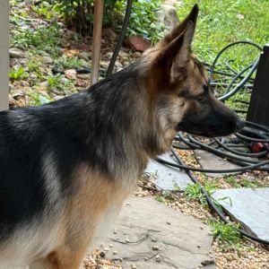 Skeeter, Young Female German Shepherd Dog