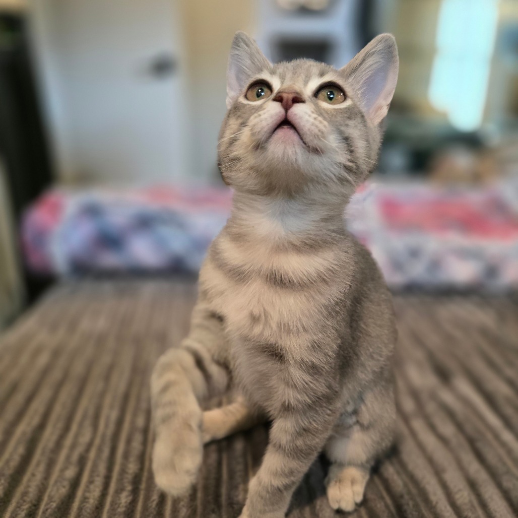 Cher, an adoptable Domestic Short Hair in Talent, OR, 97540 | Photo Image 1