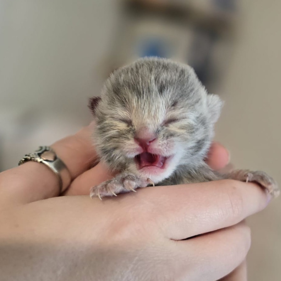 Cher, an adoptable Domestic Short Hair in Talent, OR, 97540 | Photo Image 2