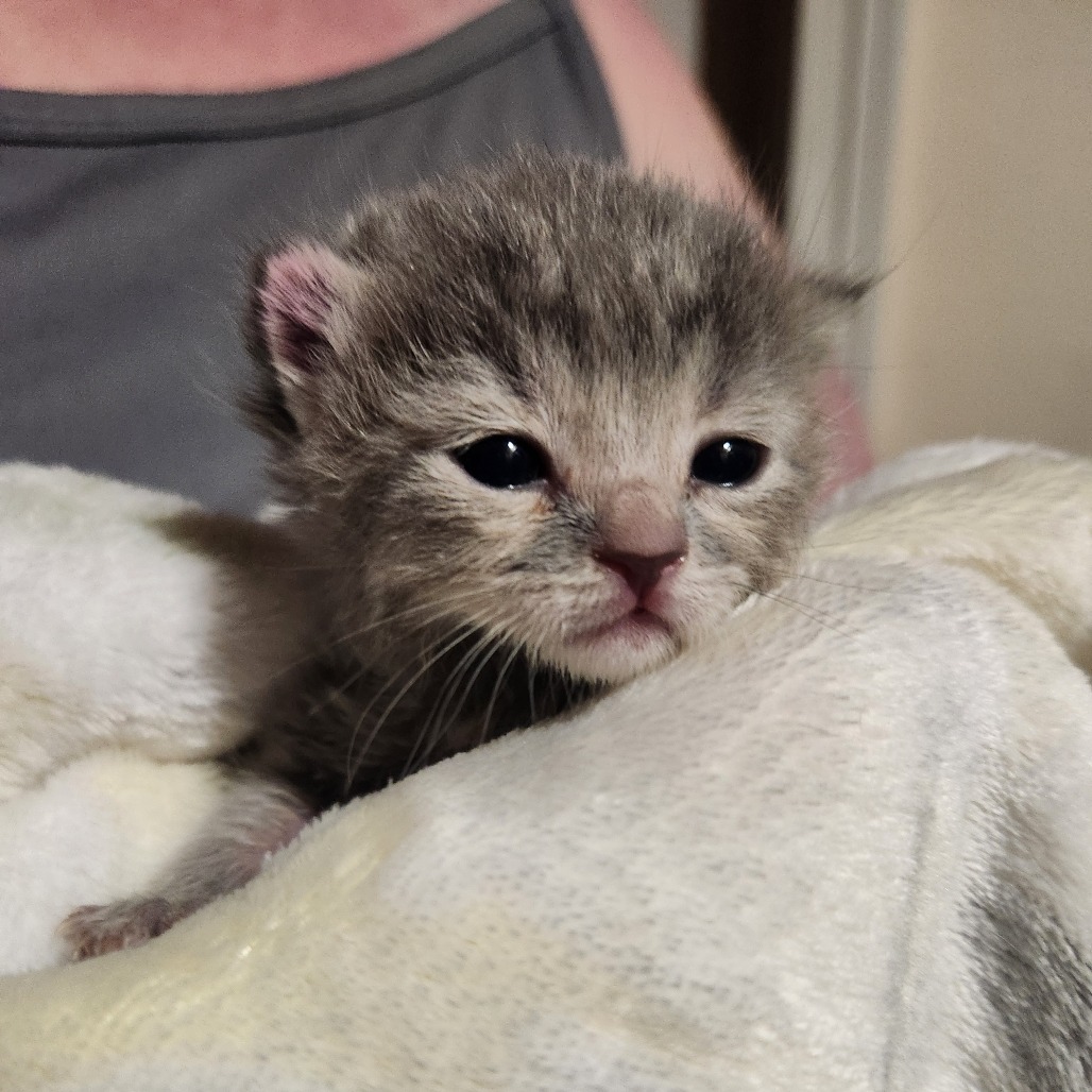 Cher, an adoptable Domestic Short Hair in Talent, OR, 97540 | Photo Image 3