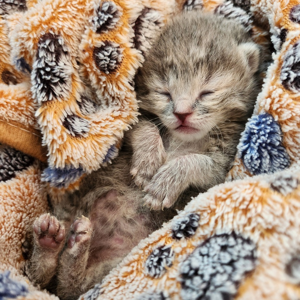 Cher, an adoptable Domestic Short Hair in Talent, OR, 97540 | Photo Image 4