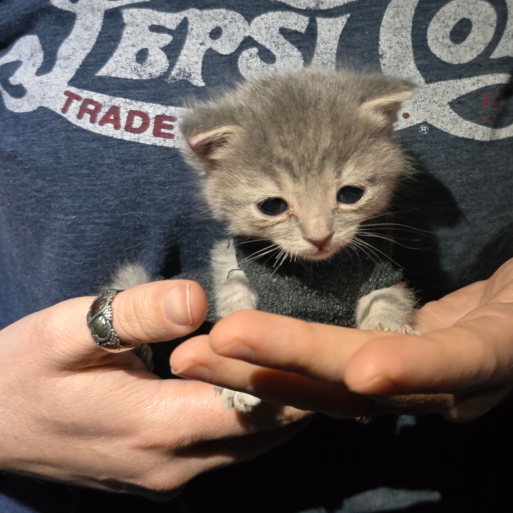 Cher, an adoptable Domestic Short Hair in Talent, OR, 97540 | Photo Image 5