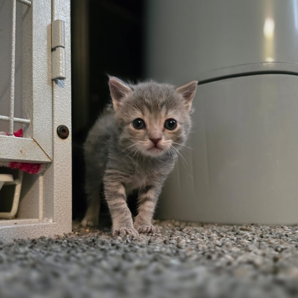 Cher, an adoptable Domestic Short Hair in Talent, OR, 97540 | Photo Image 6