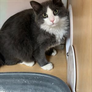 Twinkle Toes, Young Male Domestic Medium Hair
