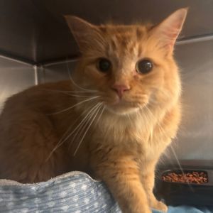 Cheddar, Adult Male unknown