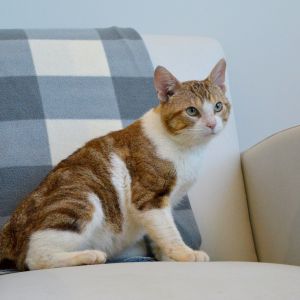 Tigger, Young Male unknown