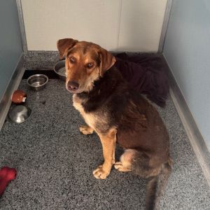 Sable, Adult Female unknown