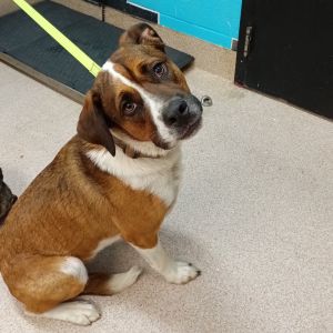 Chapo, Adult Male unknown