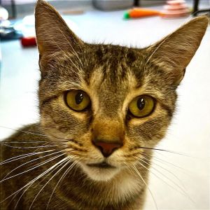 Betty, Adult Female Domestic Short Hair