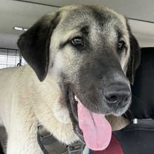 Peggy, Adult Female Anatolian Shepherd