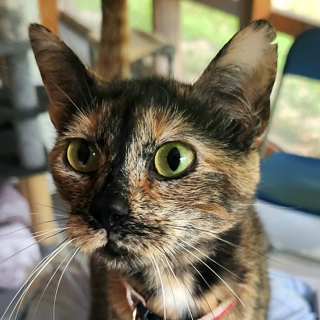McKitten