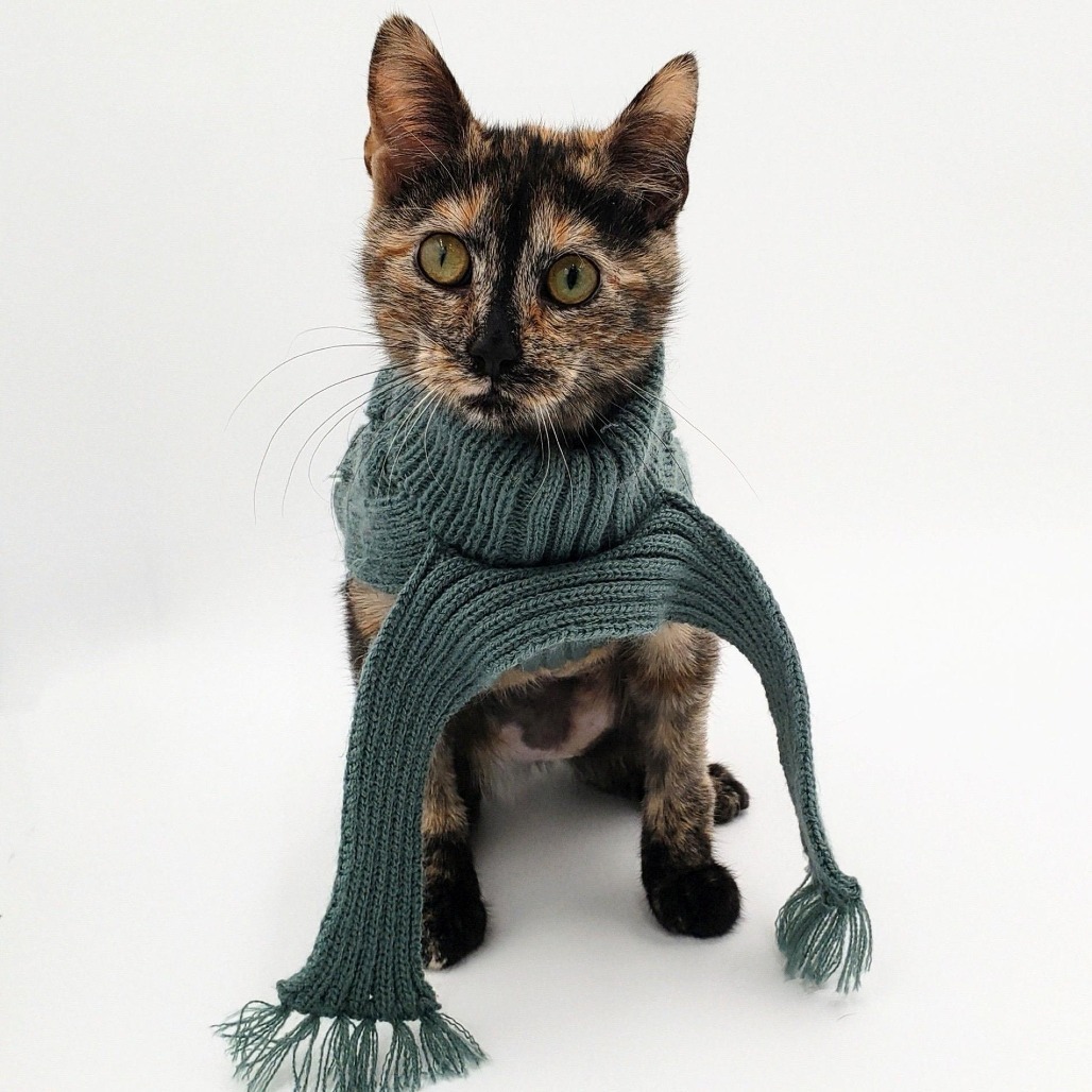 McKitten