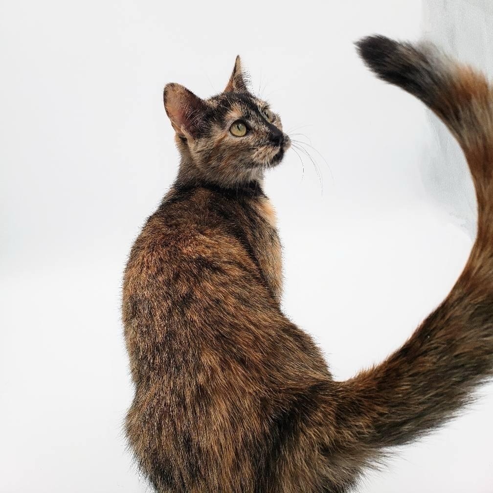 McKitten