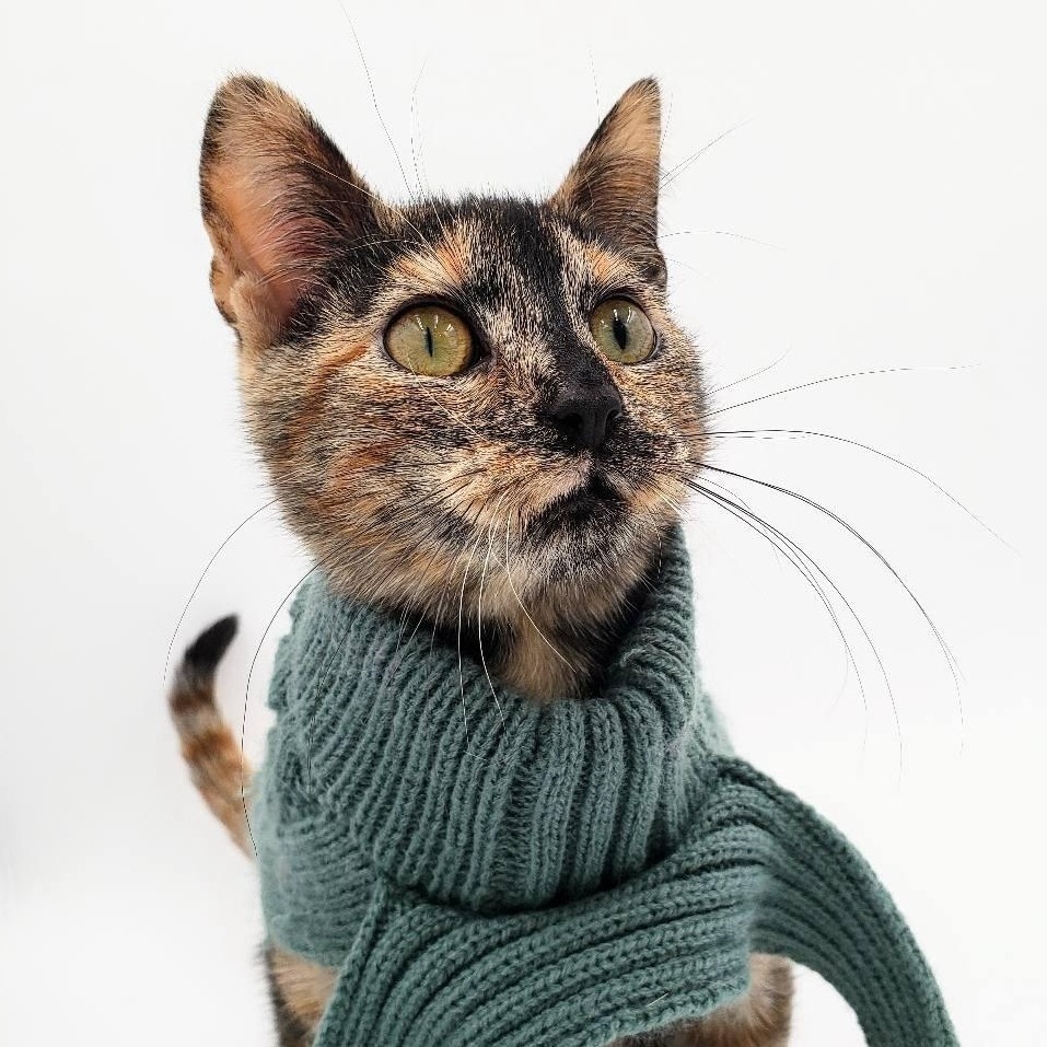McKitten