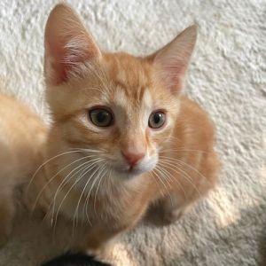 Kiwi, Baby Male Domestic Short Hair