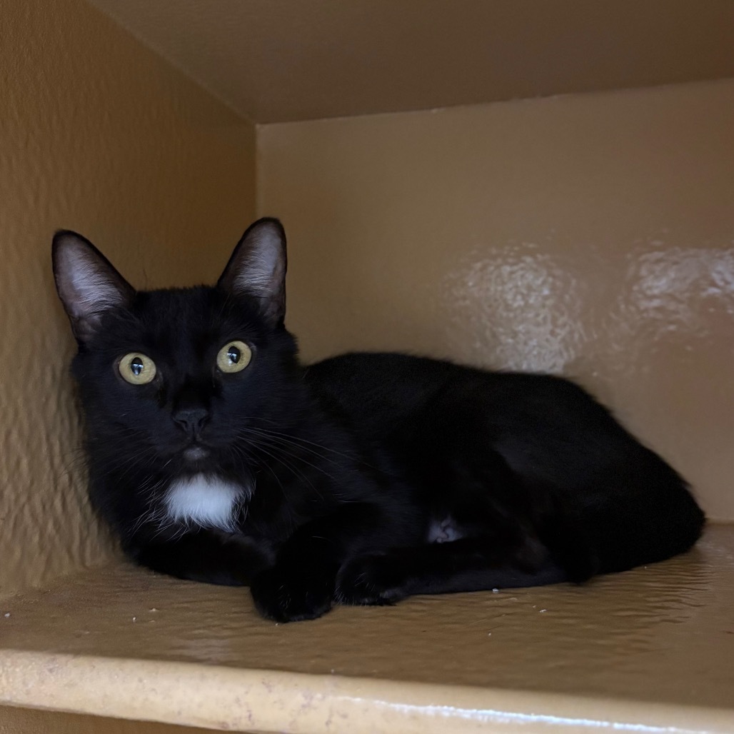 Billy Jean, an adoptable Domestic Long Hair in Spokane, WA, 99217 | Photo Image 1