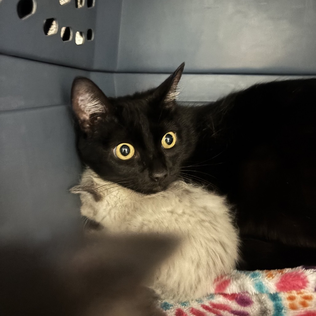 Billy Jean, an adoptable Domestic Long Hair in Spokane, WA, 99217 | Photo Image 2