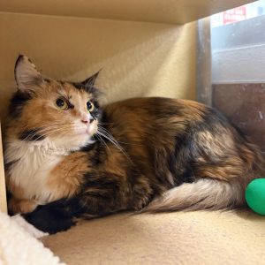 Bambi, Adult Female Domestic Short Hair