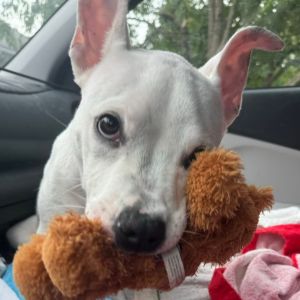 Peach, Baby Female American Bulldog