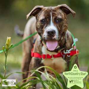 Lime, Young Female Mixed Breed
