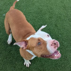Xavier, Young Male Pit Bull Terrier