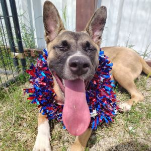 Octavia, Young Female Mixed Breed