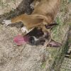 Octavia photo 2