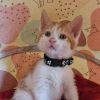 Victor (Black Collar) photo 1