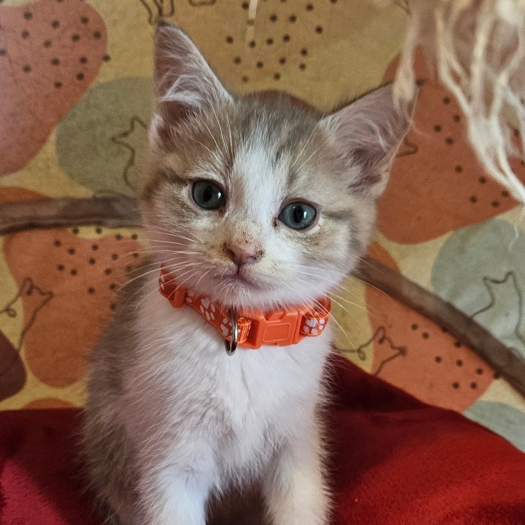 Viola (Orange Collar)