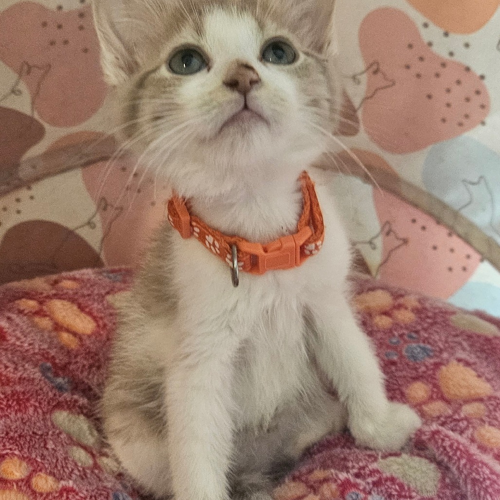 Viola (Orange Collar)