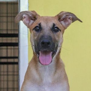 Liberty, Baby Female Mixed Breed