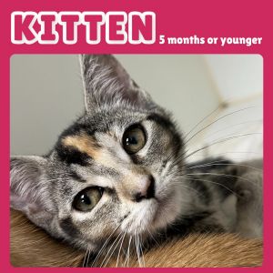 Sonnet, Baby Female Domestic Short Hair