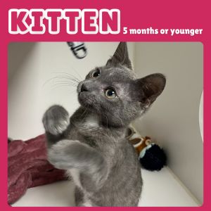 Sweet Corn, Baby Male Domestic Short Hair