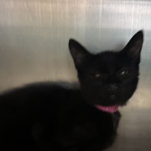 Ellie, Baby Female Domestic Short Hair