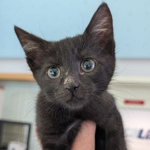 Boss, Baby Male Domestic Short Hair