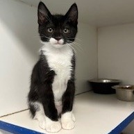 Lila, Baby Female unknown