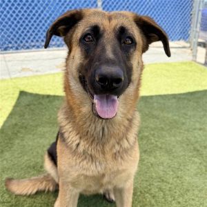 Sheeba, Adult Female unknown