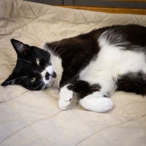 Hershey, Adult Female unknown