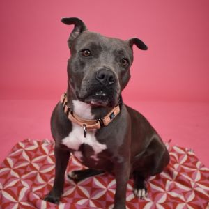 Isabella, Adult Female Mixed Breed
