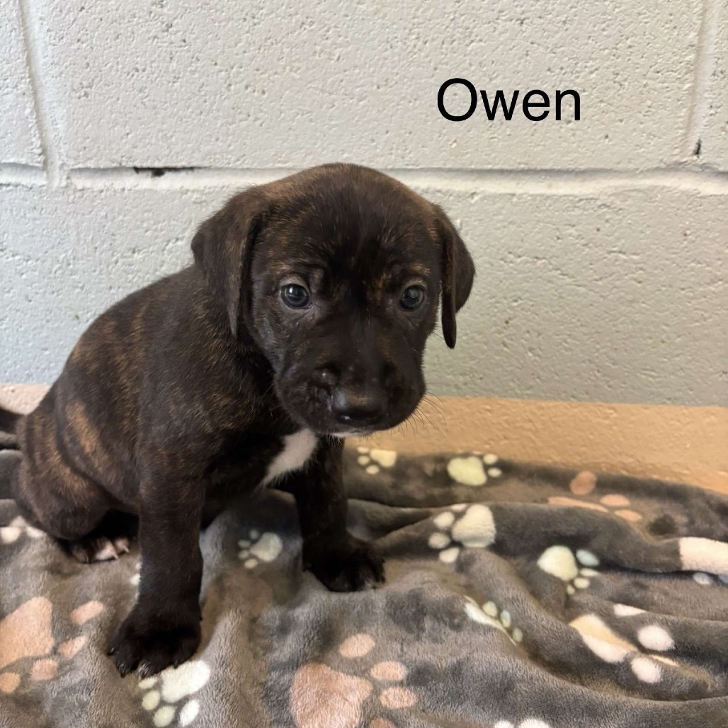 Owen 5061