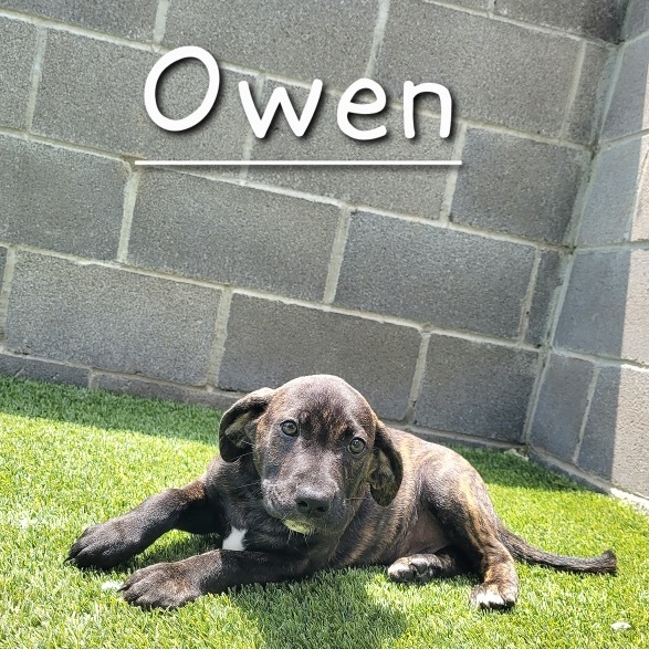 Owen 5061