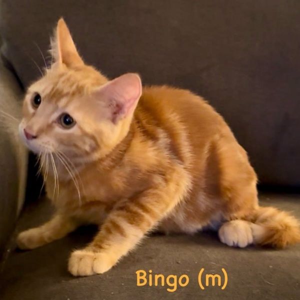 Bingo Jw thumbnail 3